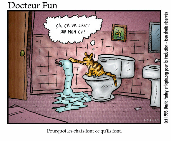 chat et papier toilette